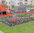 Озеленители в Зеленогорске засадят цветами 4600 кв.м клумб - ТРК Зеленогорск
